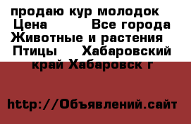 продаю кур молодок. › Цена ­ 320 - Все города Животные и растения » Птицы   . Хабаровский край,Хабаровск г.